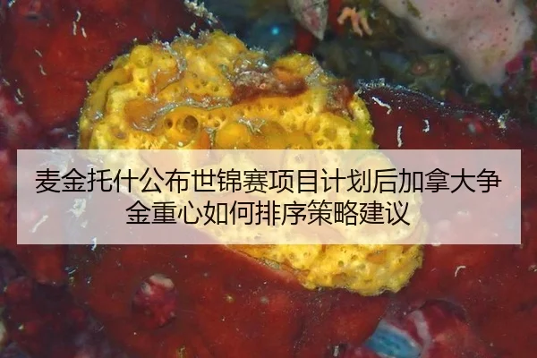 mai-jin-tuo-shen-gong-bu-shi-jin-sai-xiang-mu-ji-hua-hou-jia-na-da-zheng-jin-zhong-xin-ru-he-pai-xu-ce-lve-jian-yi-2-480.jpg