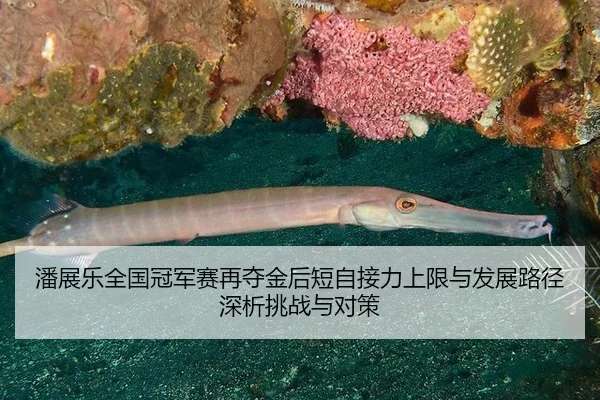 pan-zhan-le-quan-guo-guan-jun-sai-zai-duo-jin-hou-duan-zi-jie-li-shang-xian-yu-fa-zhan-lu-jing-shen-xi-tiao-zhan-yu-dui-2-238.jpg