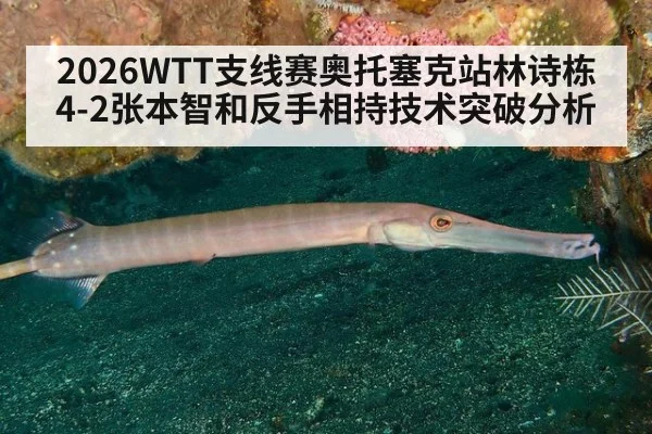 2026WTT支线赛奥托塞克站林诗栋4-2张本智和反手相持技术突破分析